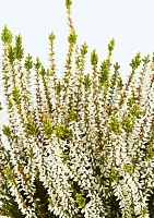 Вереск (Эрика) белый в PURO 20