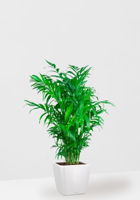 Хамедорея 21/90 см в QUADRO LS 21, белый блестящий