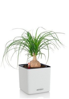 Нолина Спутник 15/30 см в CUBE COLOR 16, белый
