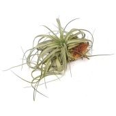 Тилландсия Clario d9 см h25 см