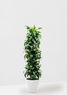 Драцена Дорадо бранч 34/170 см в CLASSICO LS 43 Драцена Дорадо бранч 34/170 см в CLASSICO LS 43