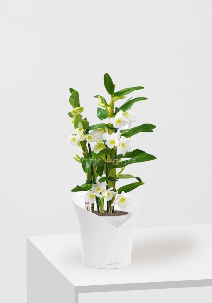 Орхидея Дендробиум белый в ORCHIDEA 18