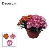 Хризантема Маргарита биколор (decorum) d25 см h25 см