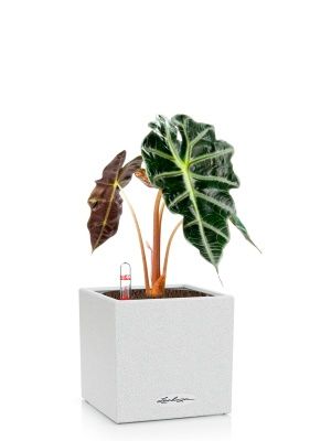 Алоказия Полли 12/30 см в CANTO STONE 14, песочный белый