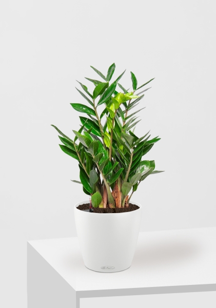 Замиокулькас 14/50 см в CLASSICO Color 18