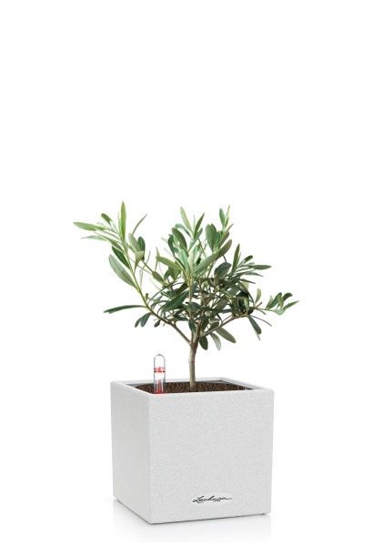 Олива в CANTO STONE 14 Олива в CANTO STONE 14