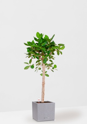 Фикус Бенгальский Одри на штамбе 24/110 см в CANTO STONE LOW 30 Фикус Бенгальский Одри на штамбе 24/110 см в CANTO STONE LOW 30