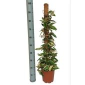 Хойя Carnosa Krimson Queen' на опоре d20 см h100 см