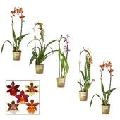 Орхидея Камбрия Каскад d12 см h55 см Орхидея Камбрия Каскад d12 см h55 см