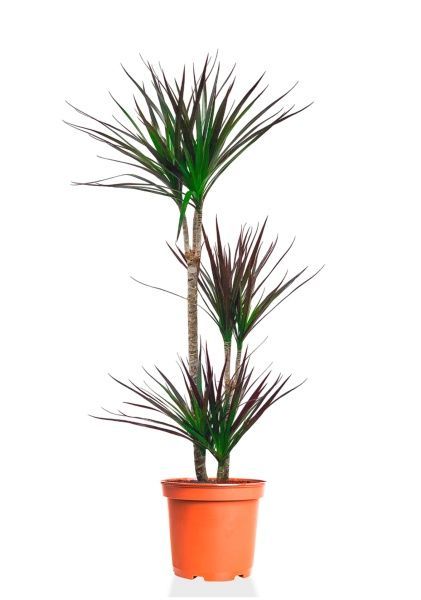 Драцена Маргината Маджента 3 ствола 21/110 см