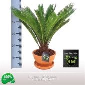 Цикас Революта в терракоте d23 см h55 см