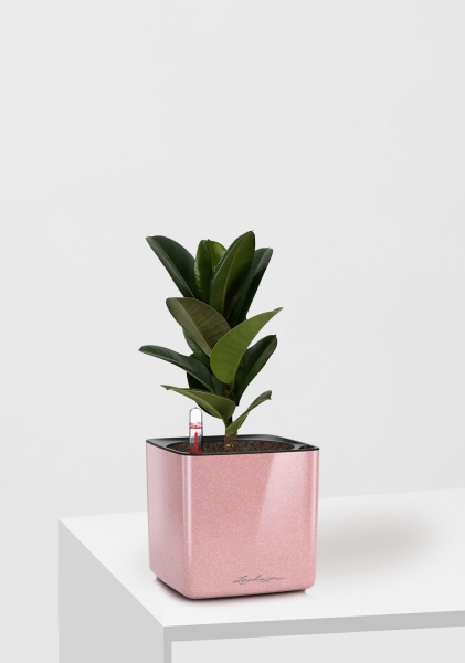  Фикус Эластика Кинг Конг 1 ствол 12/40 см в CUBE GLOSSY KISS 14