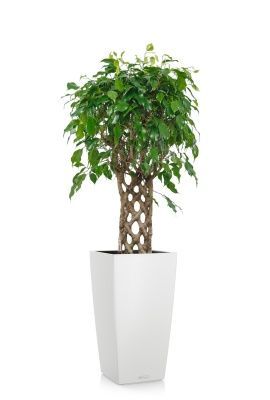 Фикус Экзотика решетка 23/100 см в CUBICO COLOR 30, белый Фикус Экзотика решетка 23/100 см в CUBICO COLOR 30, белый