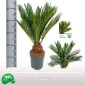 Цикас Революта 12+ листьев d14 см h55 см