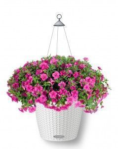 Петуния розовая Nido, 50 см, Белый Петуния розовая Nido, 50 см, Белый