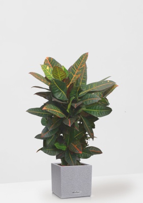 Кротон (Кодиеум) Петра 27/100 см в CANTO STONE LOW 30
