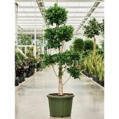 Фикус Моклейм бонсай d49 см h200 см