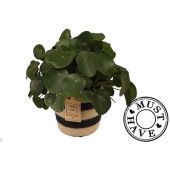 Пилея пеперомевидная в корзине d17 см h35 см