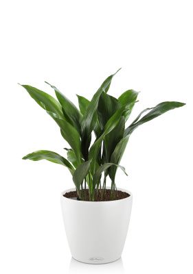 Аспидистра CLASSICO 21/55 см Белый Аспидистра CLASSICO 21/55 см Белый