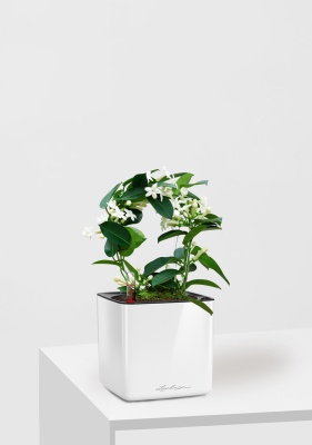 Стефанотис 12/30 см в CUBE GLOSSY 14, белый блестящий