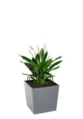 Спатифиллум 17/70 см в Juka 19x19, серый бетон Спатифиллум 17/70 см в Juka 19x19, серый бетон