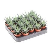 Хавортия фасциата Конколор d5.5 см h10 см