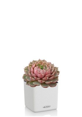 Эхеверия Цветной микс в CUBE COLOR 14, белый Эхеверия Цветной микс в CUBE COLOR 14, белый