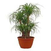 Нолина бранч d35 см h100 см Нолина бранч d35 см h100 см