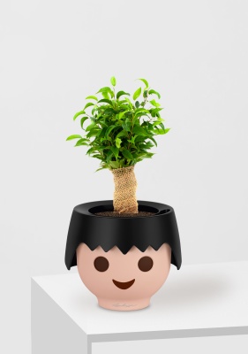 Фикус Бенджамина Наташа в джуте 12/30 см в OJO