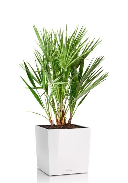 Хамеропс в CUBE 40