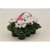 Цикламен Верано White 6-pack d9 см h12.5 см