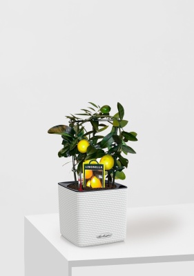 Цитрус Лимон на решетке 12/30 см в CUBE Color 14