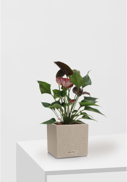 Антуриум Андре шоколадный 12/40 см в CANTO STONE 14 Антуриум Андре шоколадный 12/40 см в CANTO STONE 14