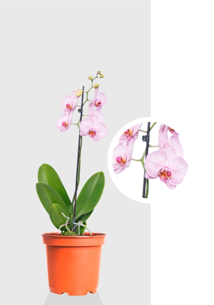 Орхидея Фаленопсис светло-розовая 12/60 см