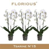 Фаленопсис Cascade 2st White (florious) d15 см h75 см