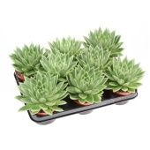 Эхеверия Миранда d10.5 см h12.5 см