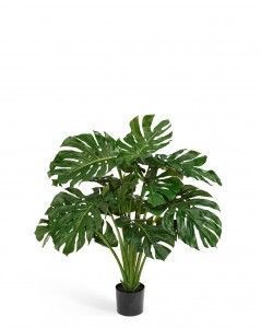 Монстера куст