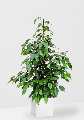 Фикус Бенджамина Экзотика 27/150 см в CUBE 30 Фикус Бенджамина Экзотика 27/150 см в CUBE 30