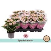 Каланхоэ Rosalina Special Alano d9 см h19 см