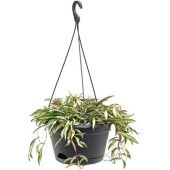 Хойя Wayetii Tricolor hangpot d28 см h30 см