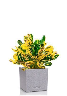 Кротон Еллоу в CANTO STONE 14, серый камень Кротон Еллоу в CANTO STONE 14, серый камень