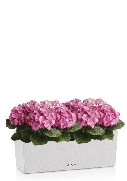 Гортензия Розовая в BALCONERA Stone 50 Гортензия Розовая в BALCONERA Stone 50
