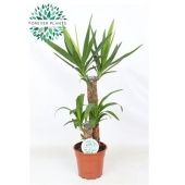 Юкка 2 ствола 45-20см d17 см 80 см тип 2