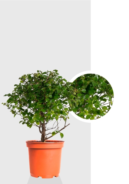 Бонсай микс в керамике 20/45 см