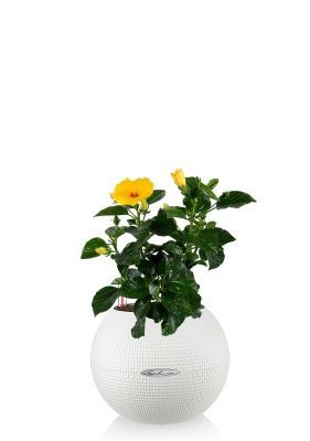 Гибискус 12/20 см в PURO 20, белый Гибискус 12/20 см в PURO 20, белый