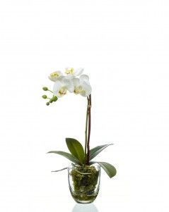 Орхидея Фаленопсис белая с мхом