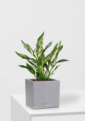 Спатифиллум вариегатный (без соцветий) 12/40 см в CANTO STONE 14, серый камень Спатифиллум вариегатный (без соцветий) 12/40 см в CANTO STONE 14, серый камень