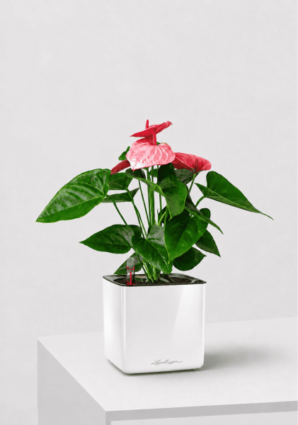 Антуриум розовый в CUBE GLOSSY 14