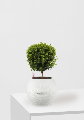 Мирсина 12/30 см в PURO 20 Мирсина 12/30 см в PURO 20