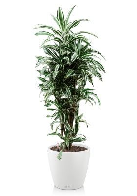 Драцена Варнески бранч 27/130 см в CLASSICO COLOR 35, белый